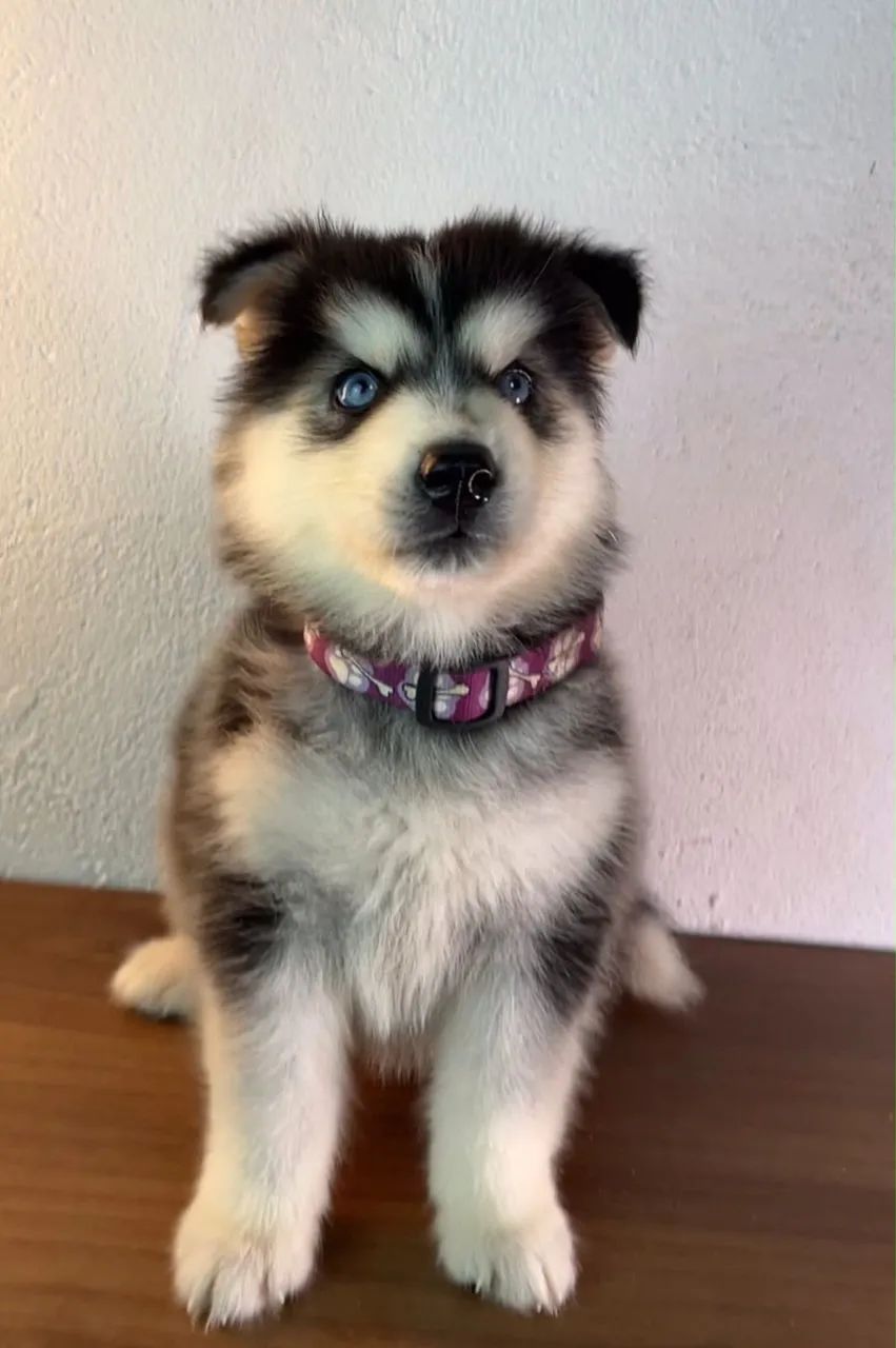 Husky siberiano  - Foto 4