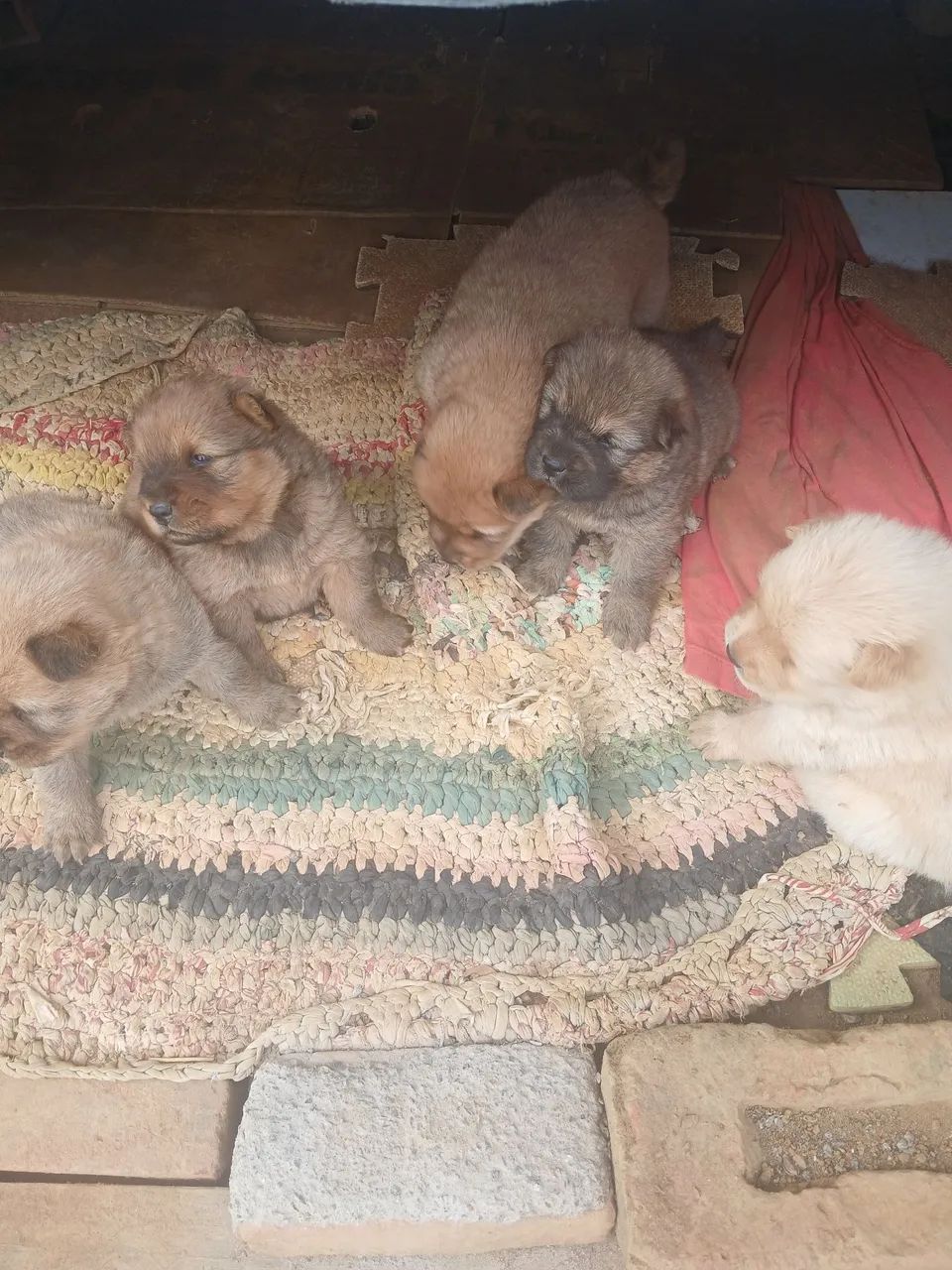 Cachorros da língua roxa chow chow 