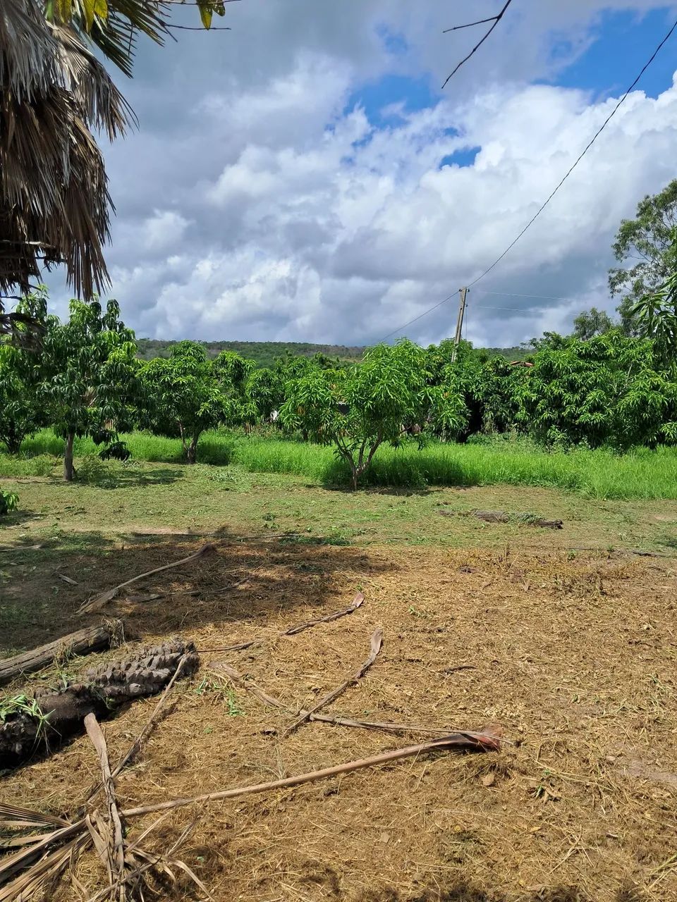 Chácara a venda  - Foto 4