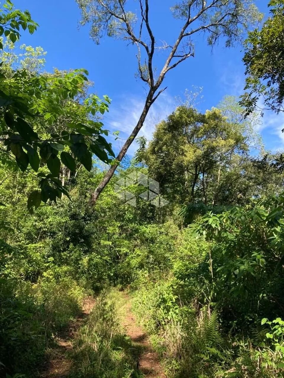 Área para cultivo - Foto 4