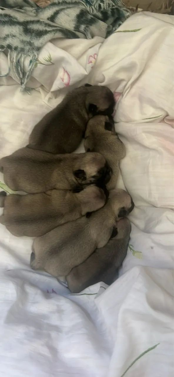 Filhote de pug abricó