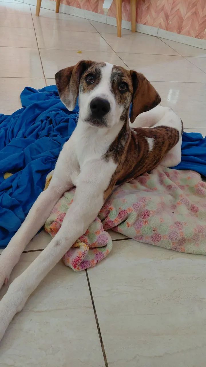 Doação de cachorro 