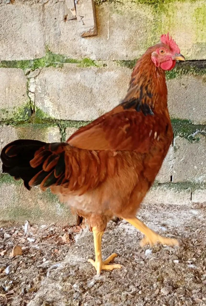Vendo Galos - Foto 2
