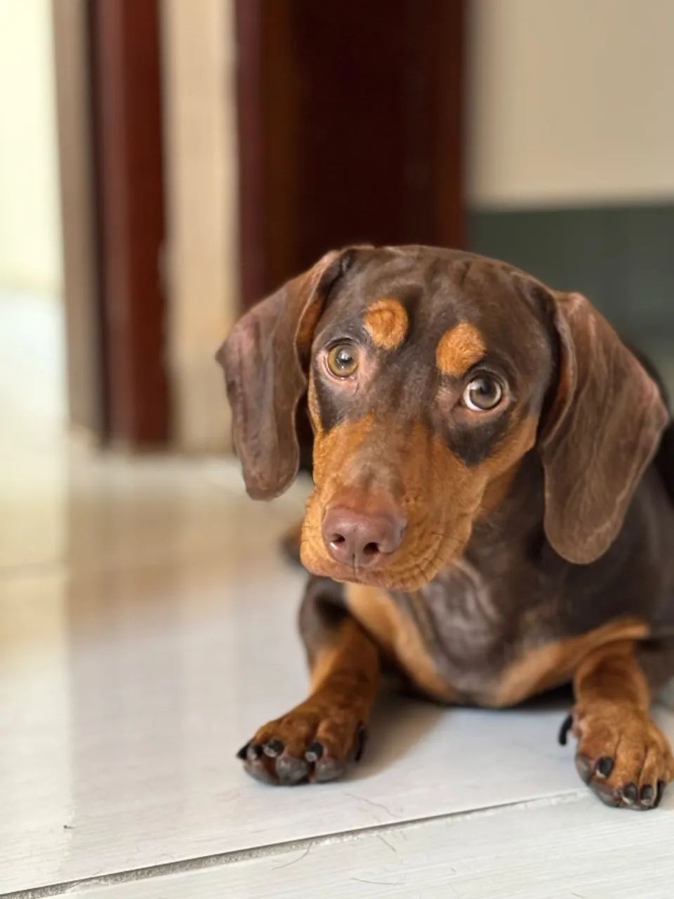 Dachshund, procuro namorada