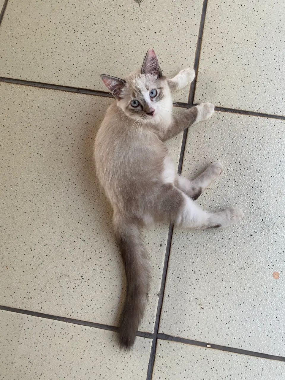 Doação de gatinhas  - Foto 2