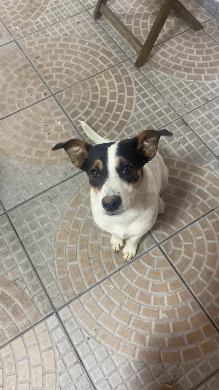 Adoção responsável de cachorro  - Foto 2