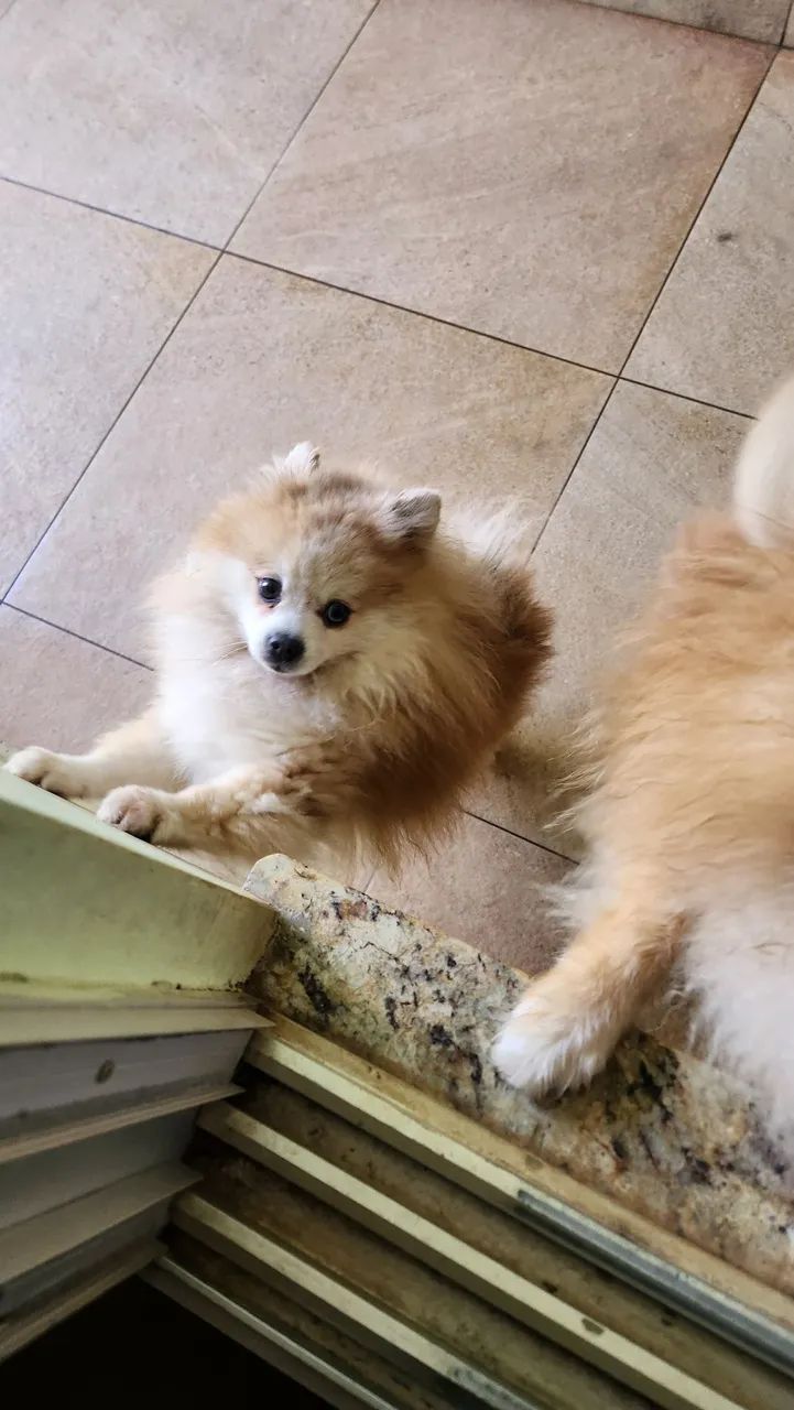 Spitz Alemão Anão macho  - Foto 2