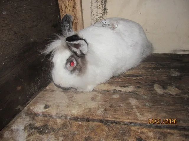 coelho macho,de olhos azuis  - Foto 3