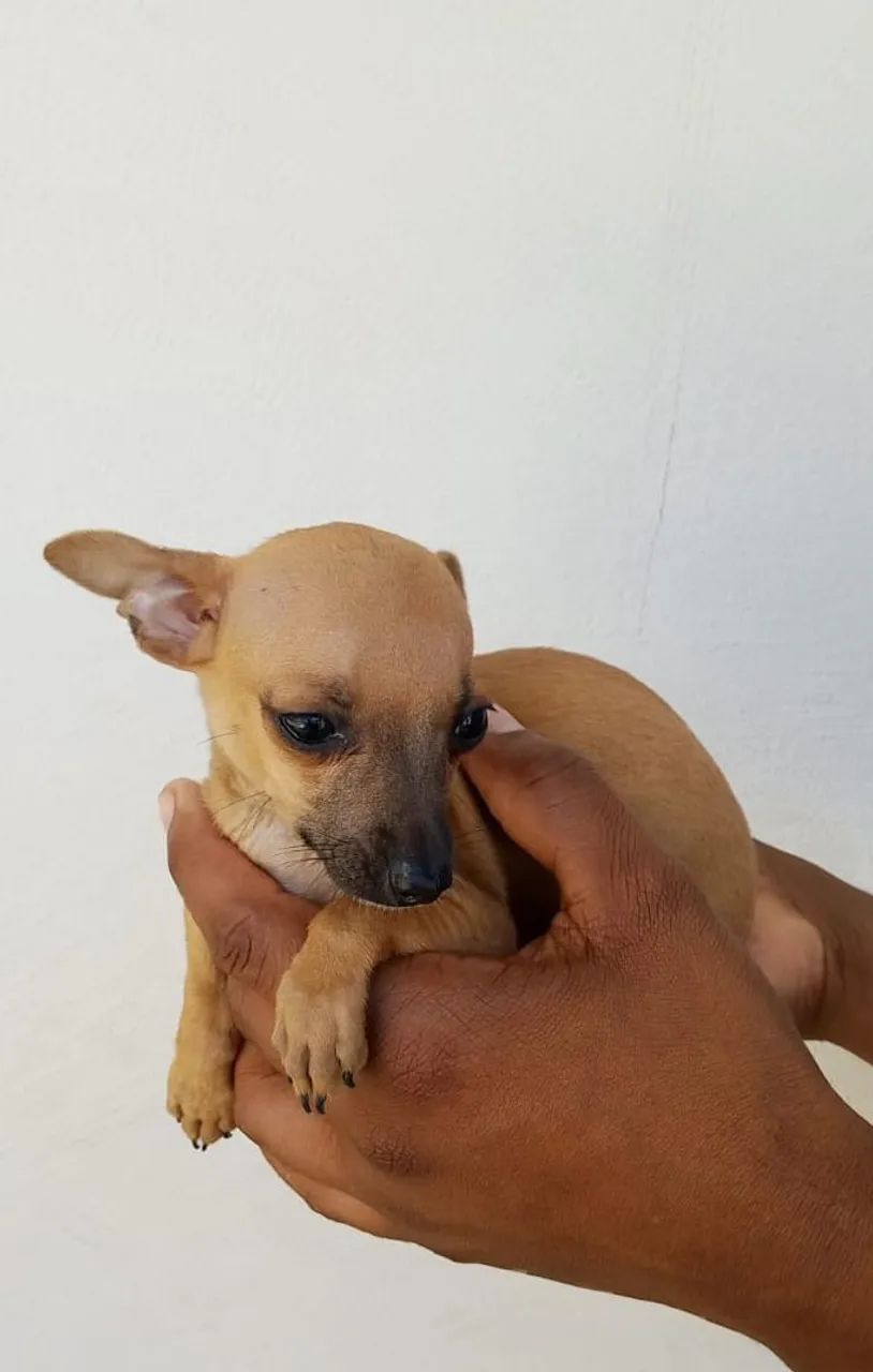 Cachorro - Foto 3
