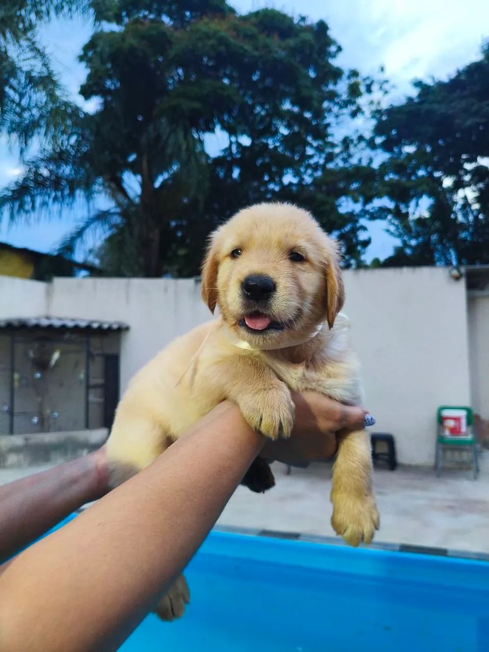 Goldens  - Foto 3
