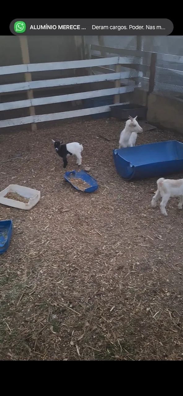 Mini cabras  - Foto 3