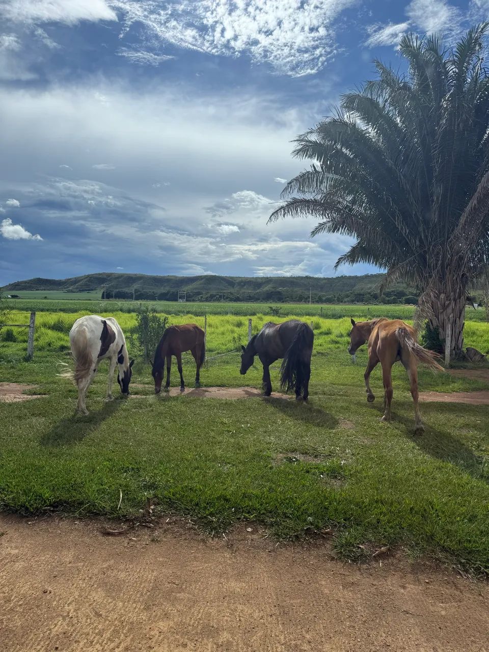 VENDE-SE CAVALOS - Foto 2