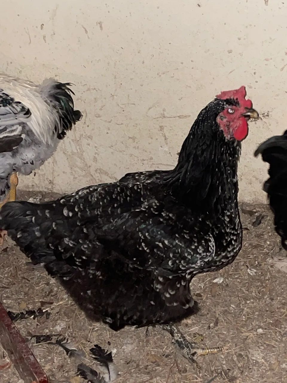 Ovos férteis disponíveis  - Foto 2