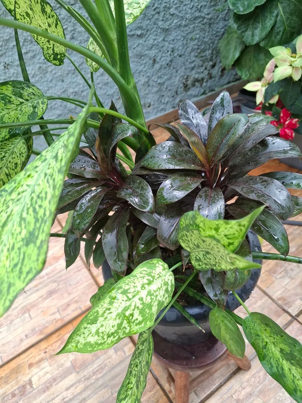 Plantas  - Foto 3