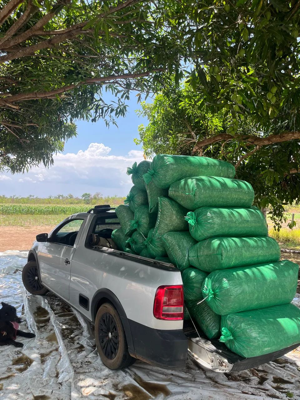 Venda Silagem de milho  - Foto 2