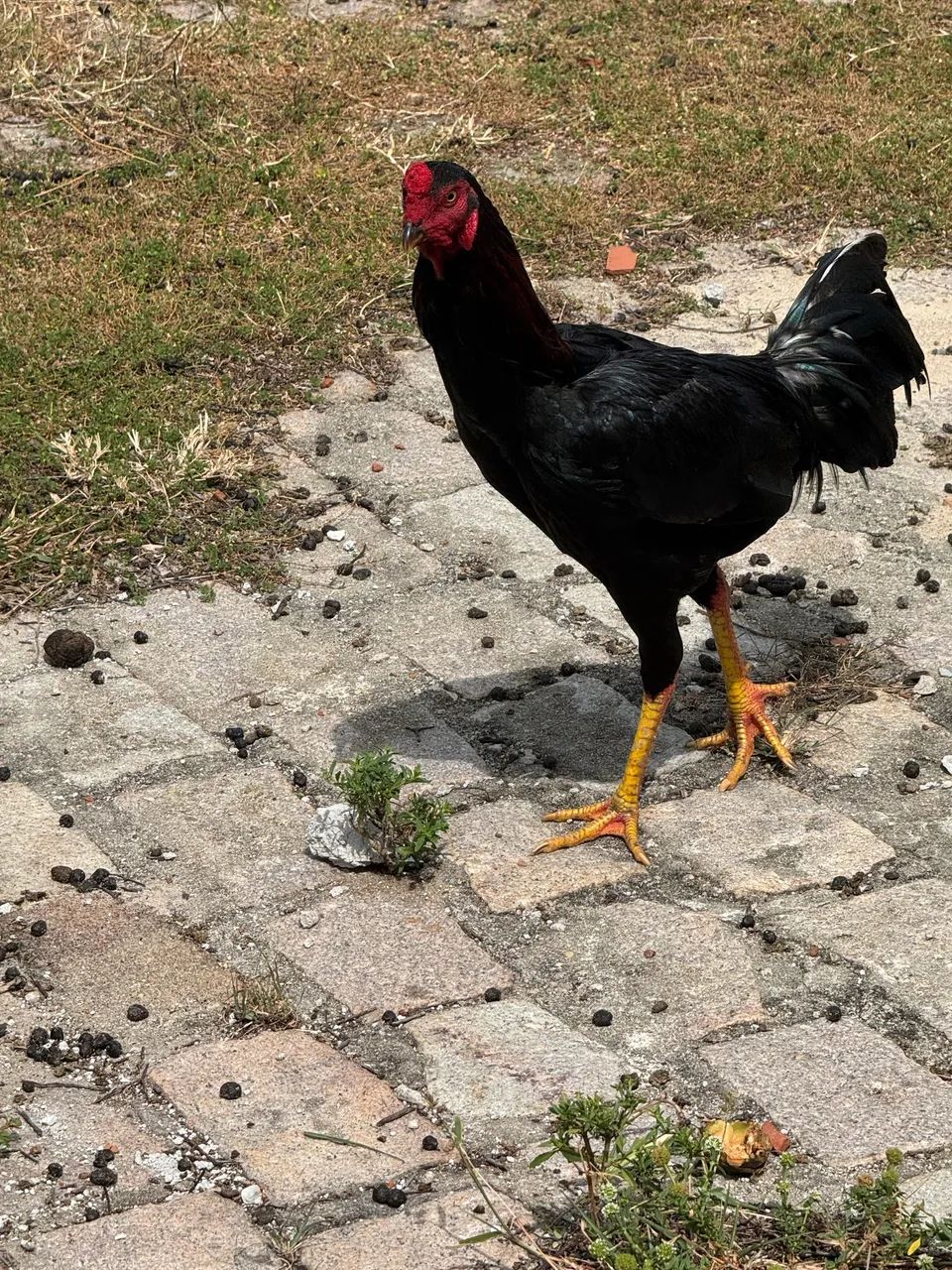 Galinha e galo - Foto 3