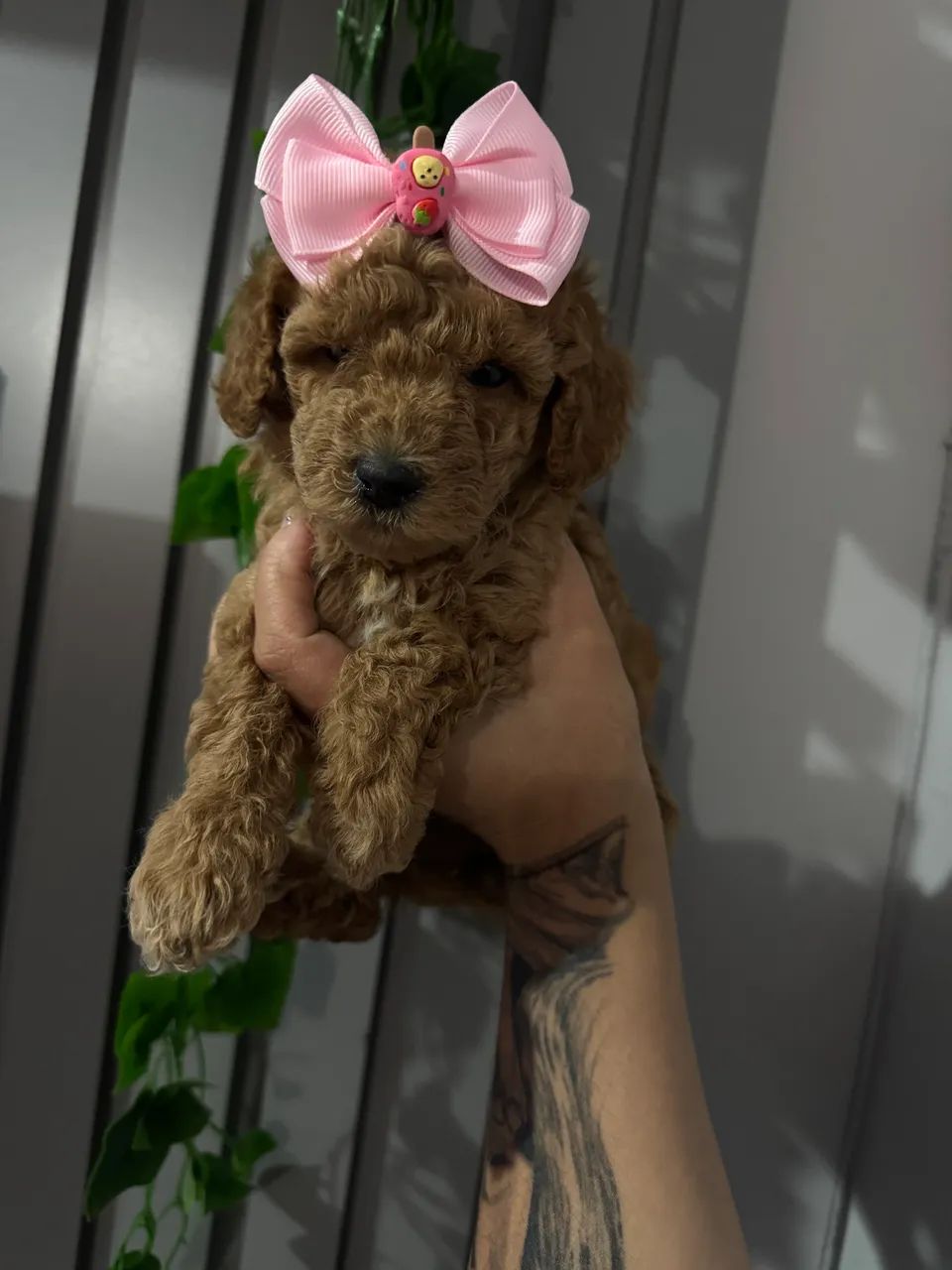 Poodle Toy Red Top de Linha Vacinado - Foto 2