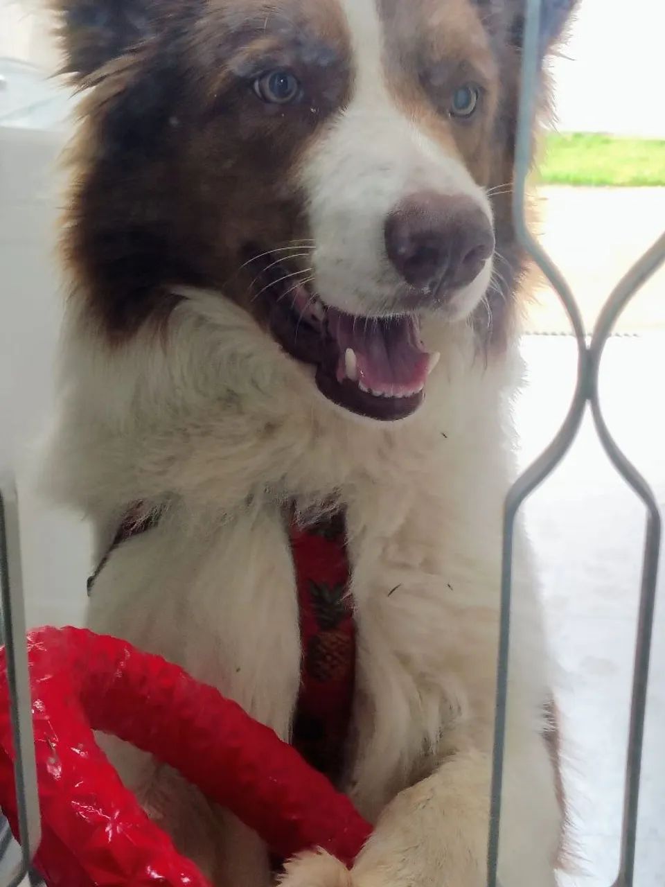 Border collie de aproximadamente 2 anos  - Foto 3