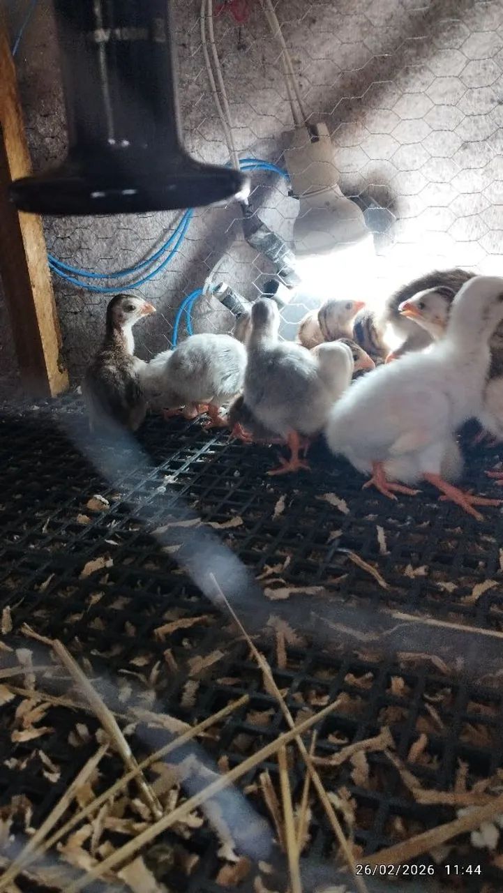 Peruzinhos e angolinhas  - Foto 4