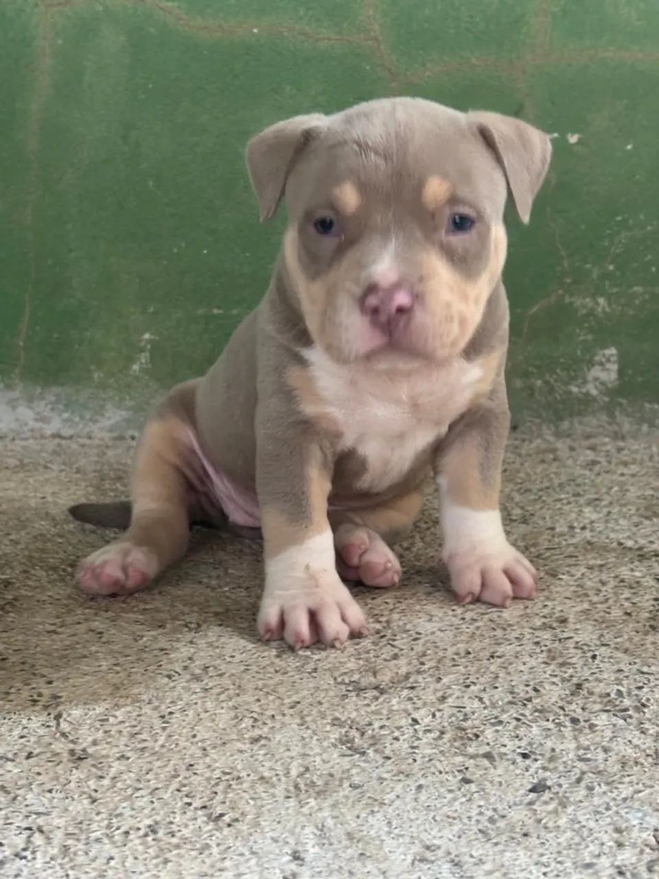 American bully - Foto 3