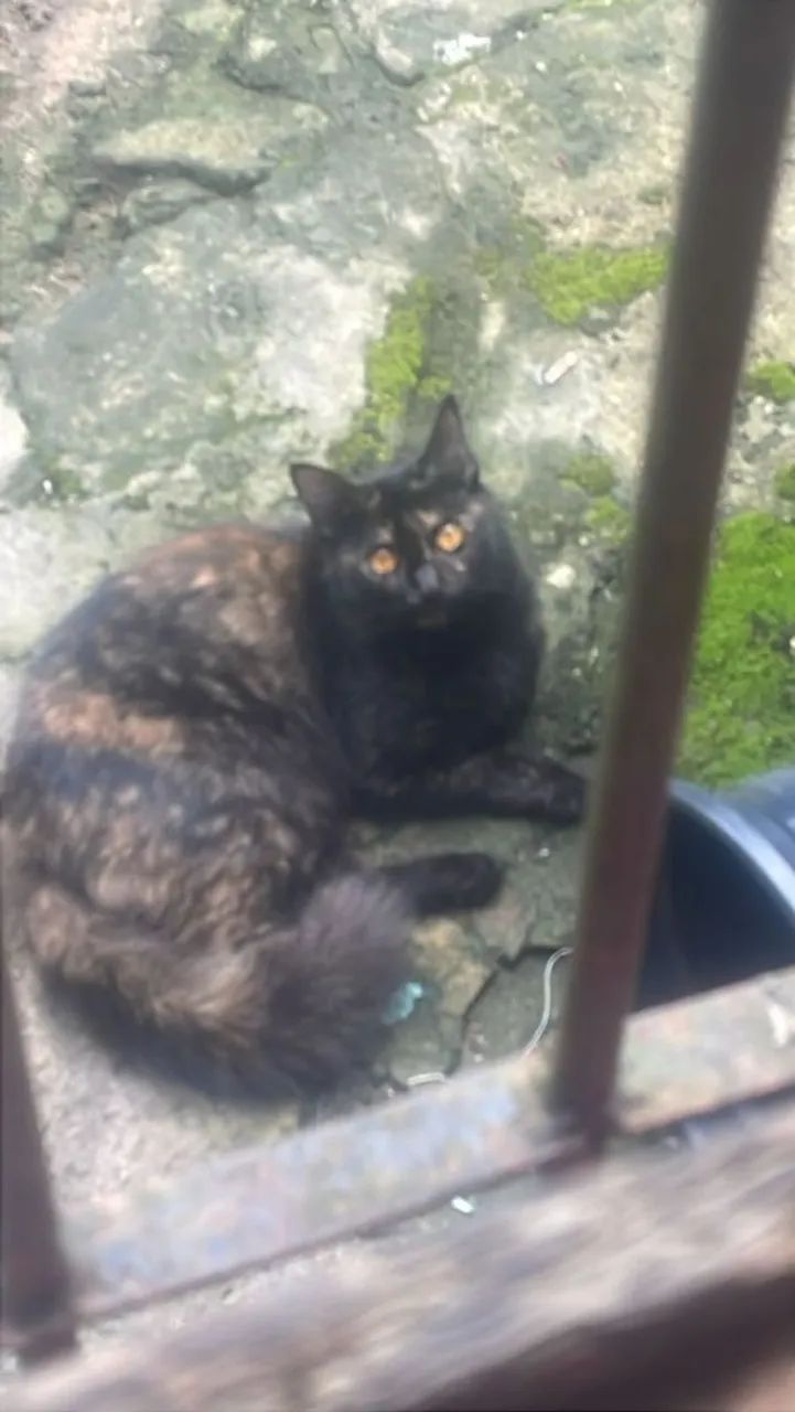 Gata angorá  - Foto 2