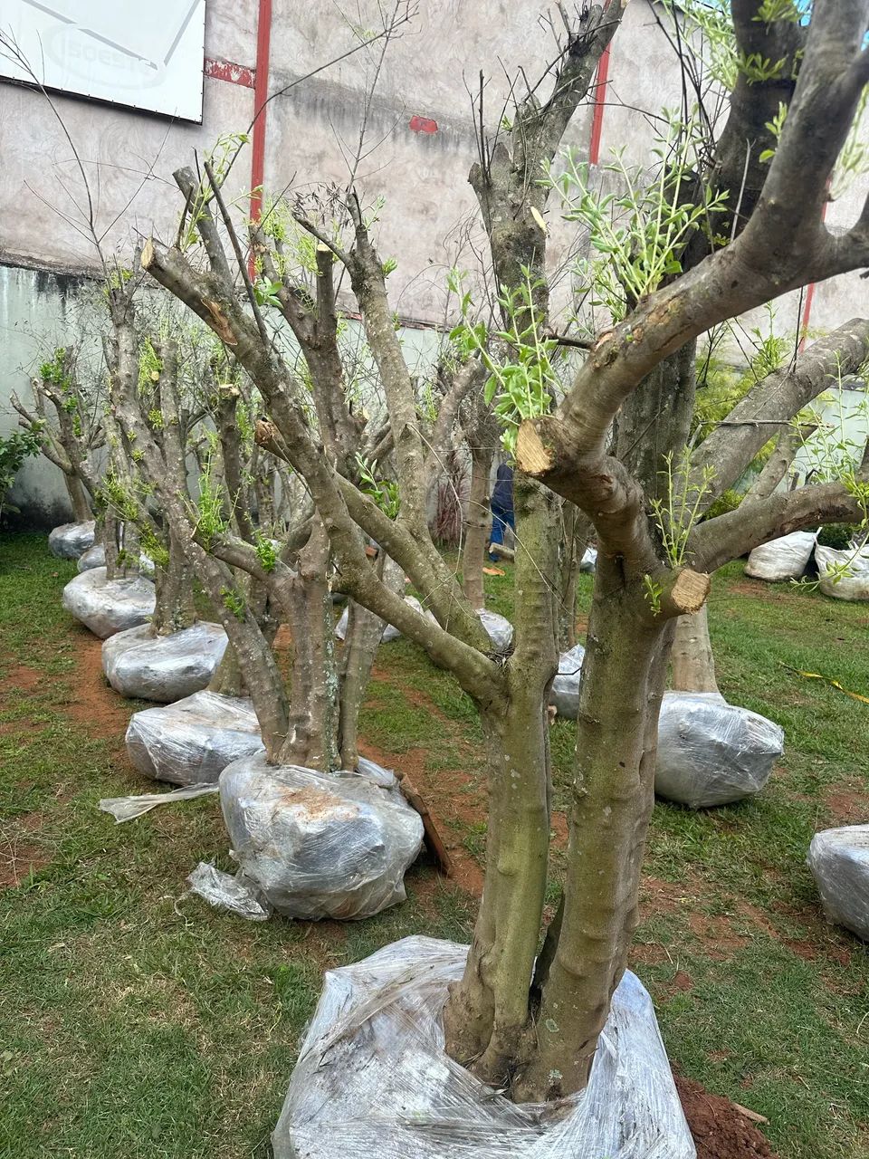 Oliveiras!!! - Foto 5