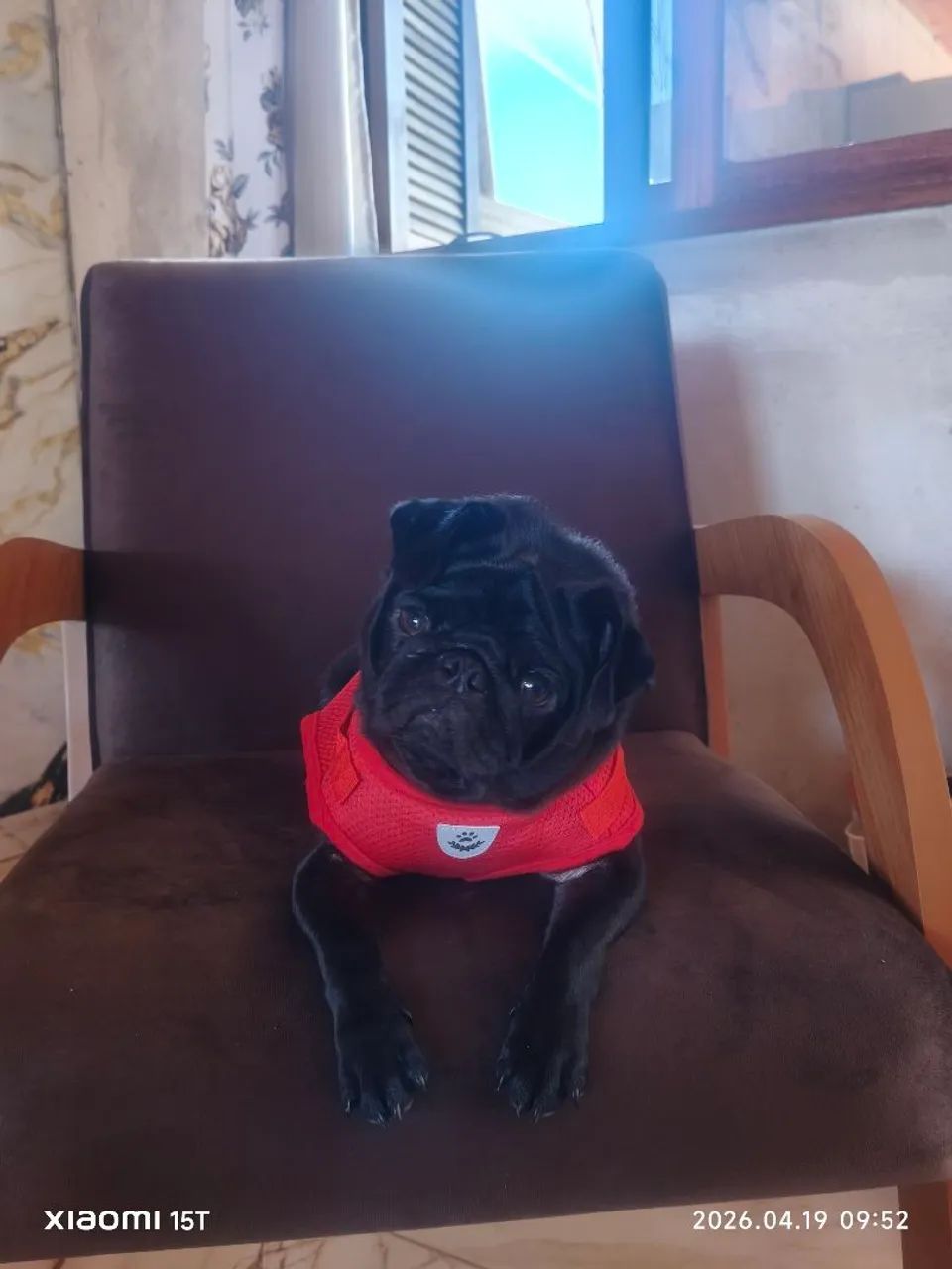 Pug fêmea  - Foto 3