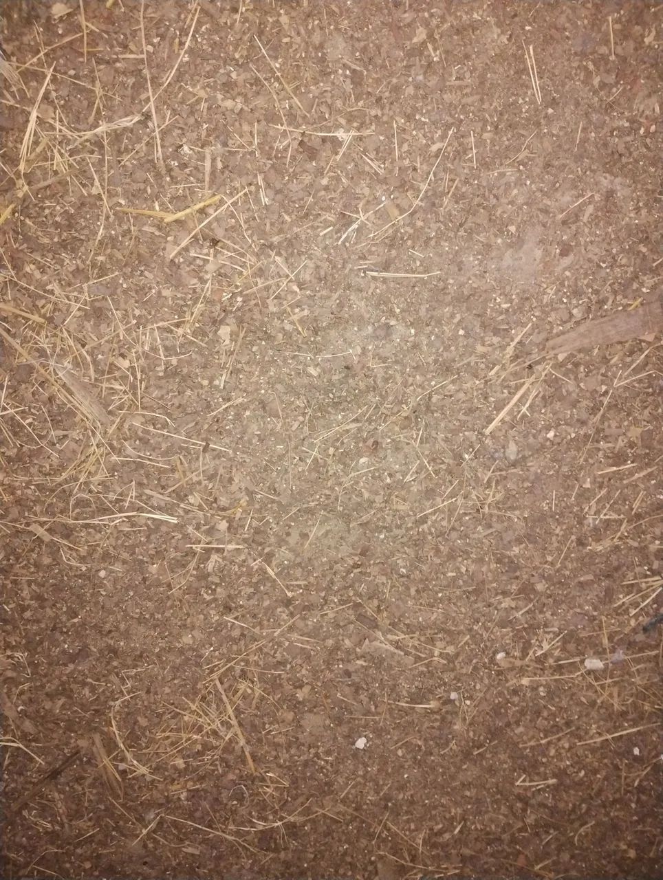 Esterco de galinha - Foto 4