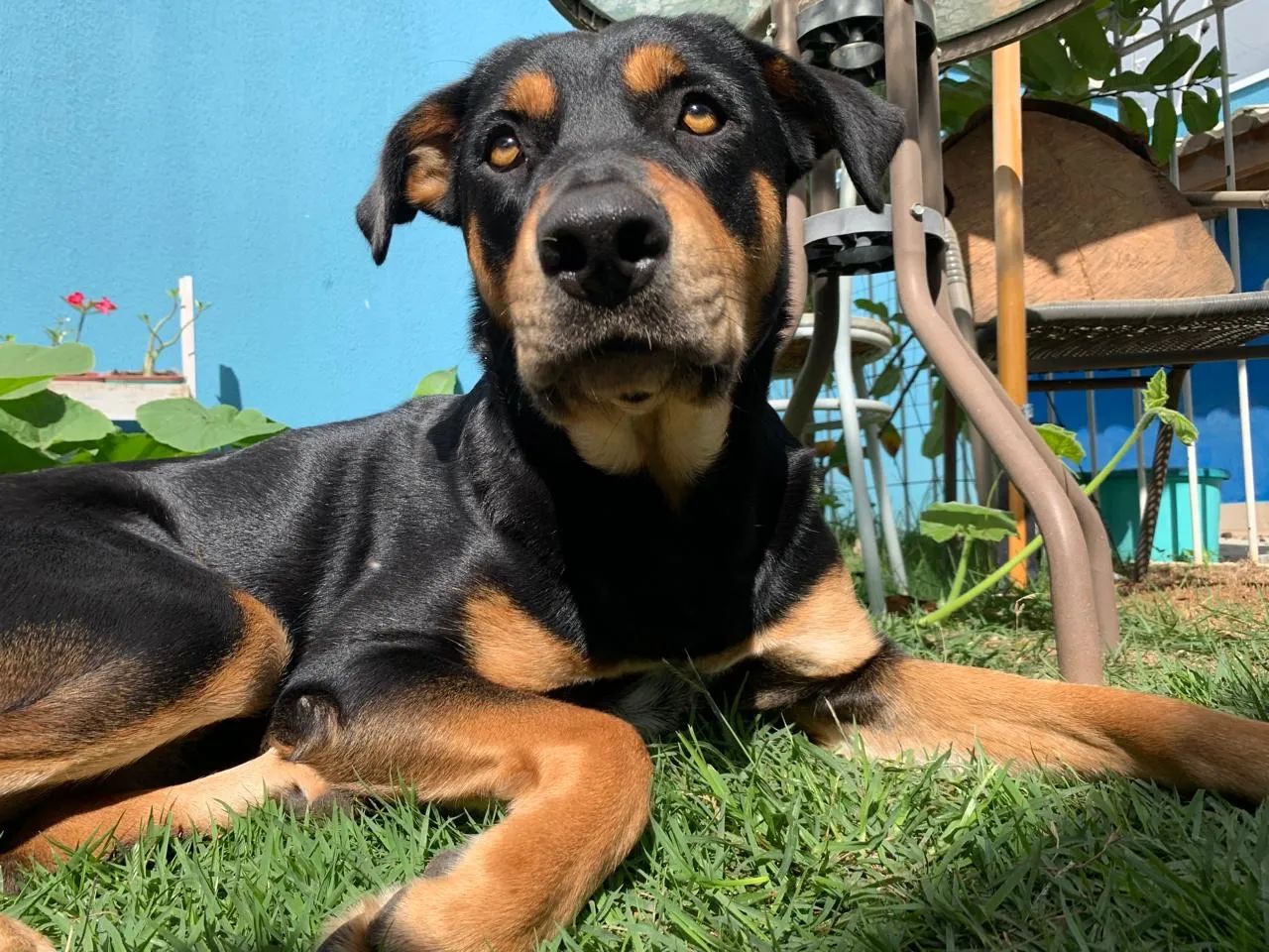 Doação cachorro