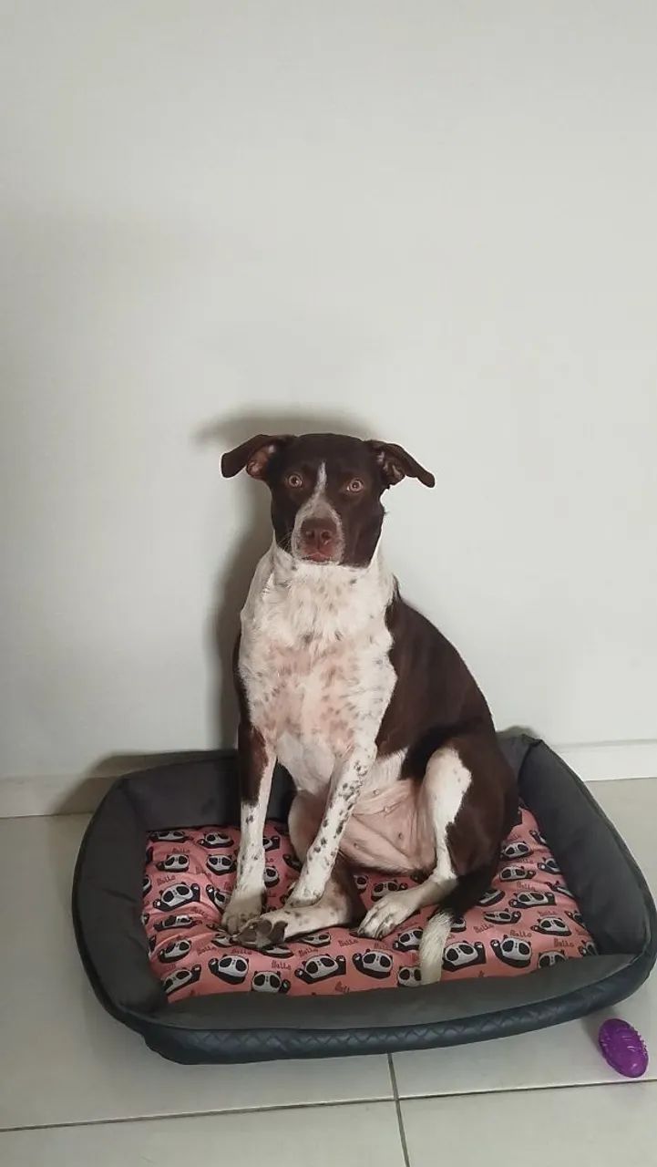 Adoção responsável  - Foto 4