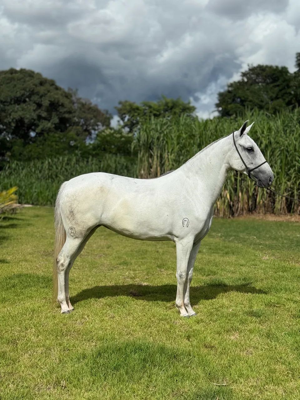 Égua 6 anos das mais lindas Registrada m/ Batida