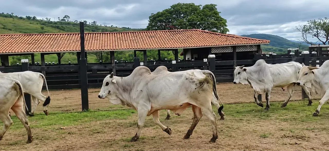 6.500ha em Itagí-BA - Foto 4