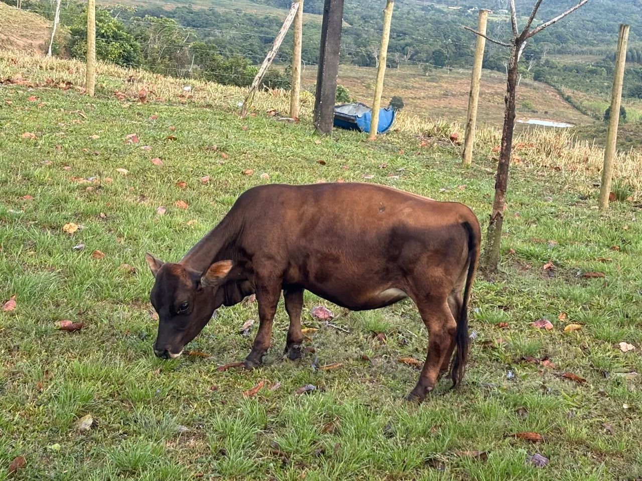 Mini bezerra  - Foto 2