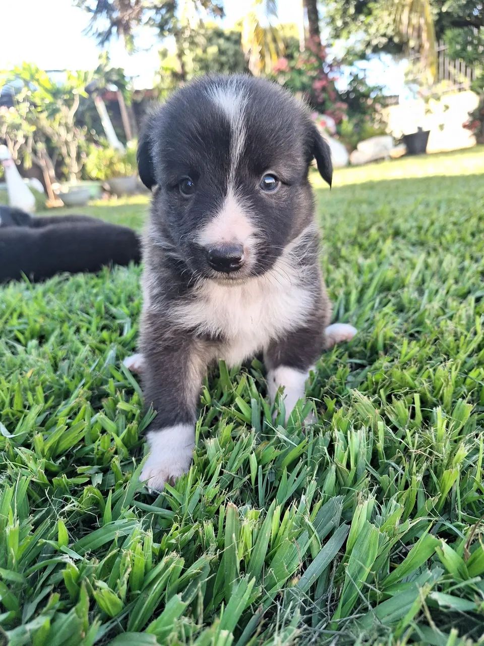Border Collie Machos à Venda. - Foto 4