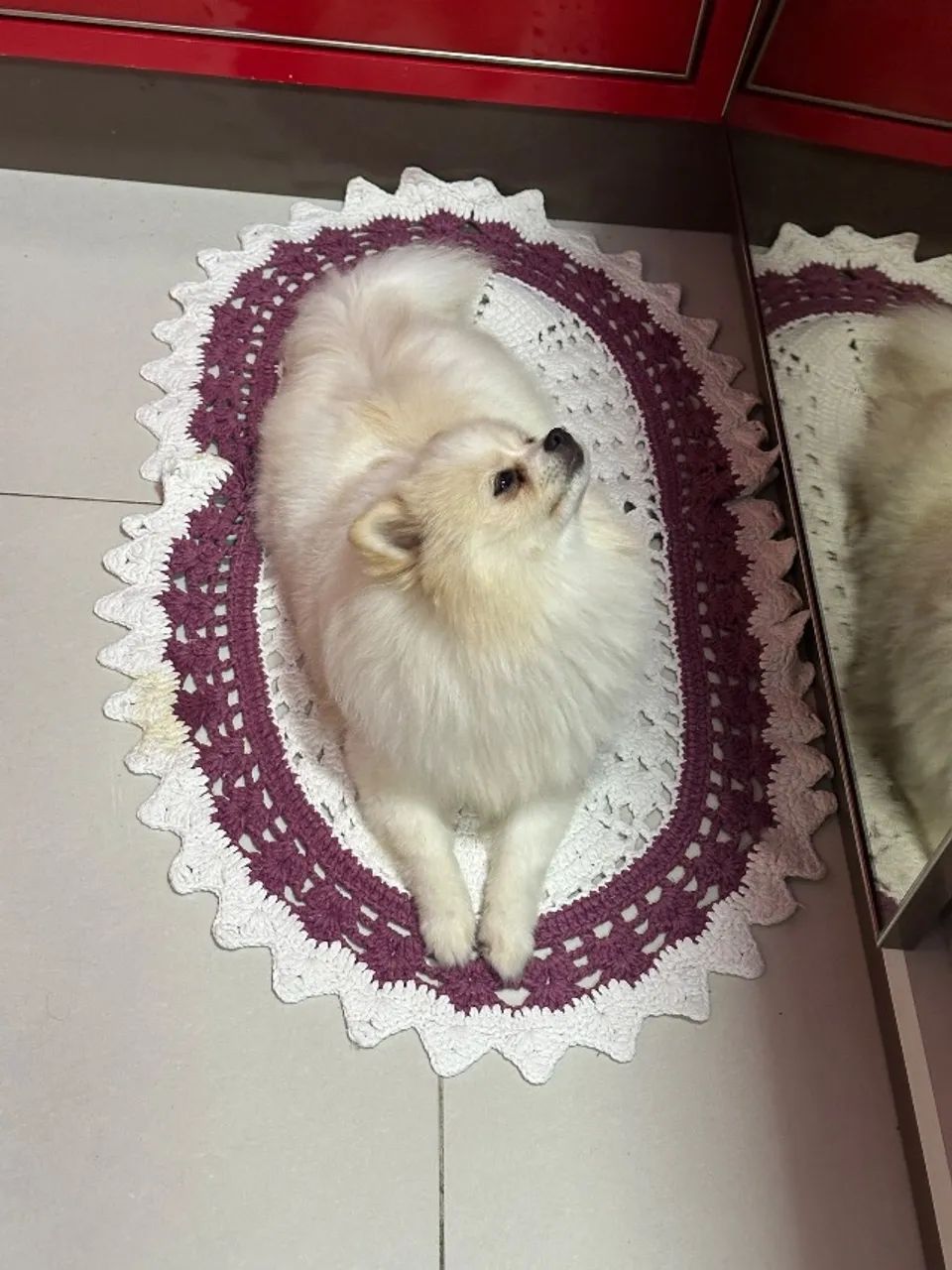 Spitz alemão  - Foto 5