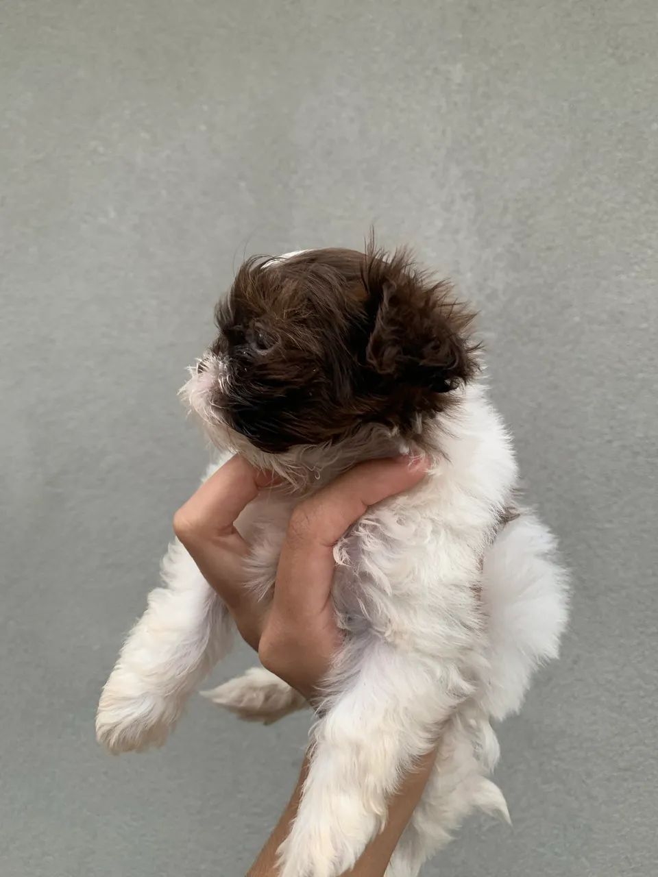 Shih tzu - Foto 3