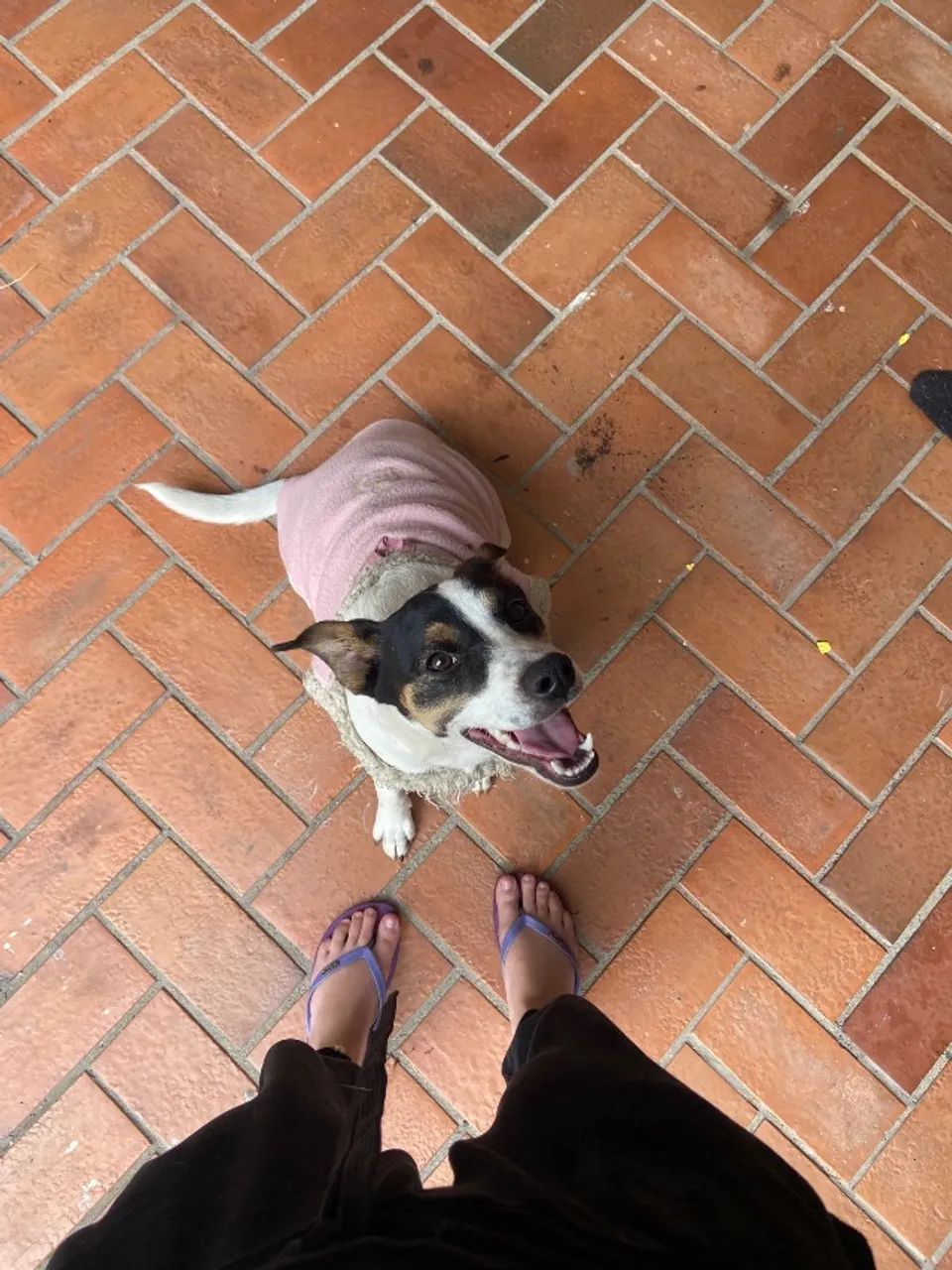 Adoção responsável de cachorro  - Foto 4
