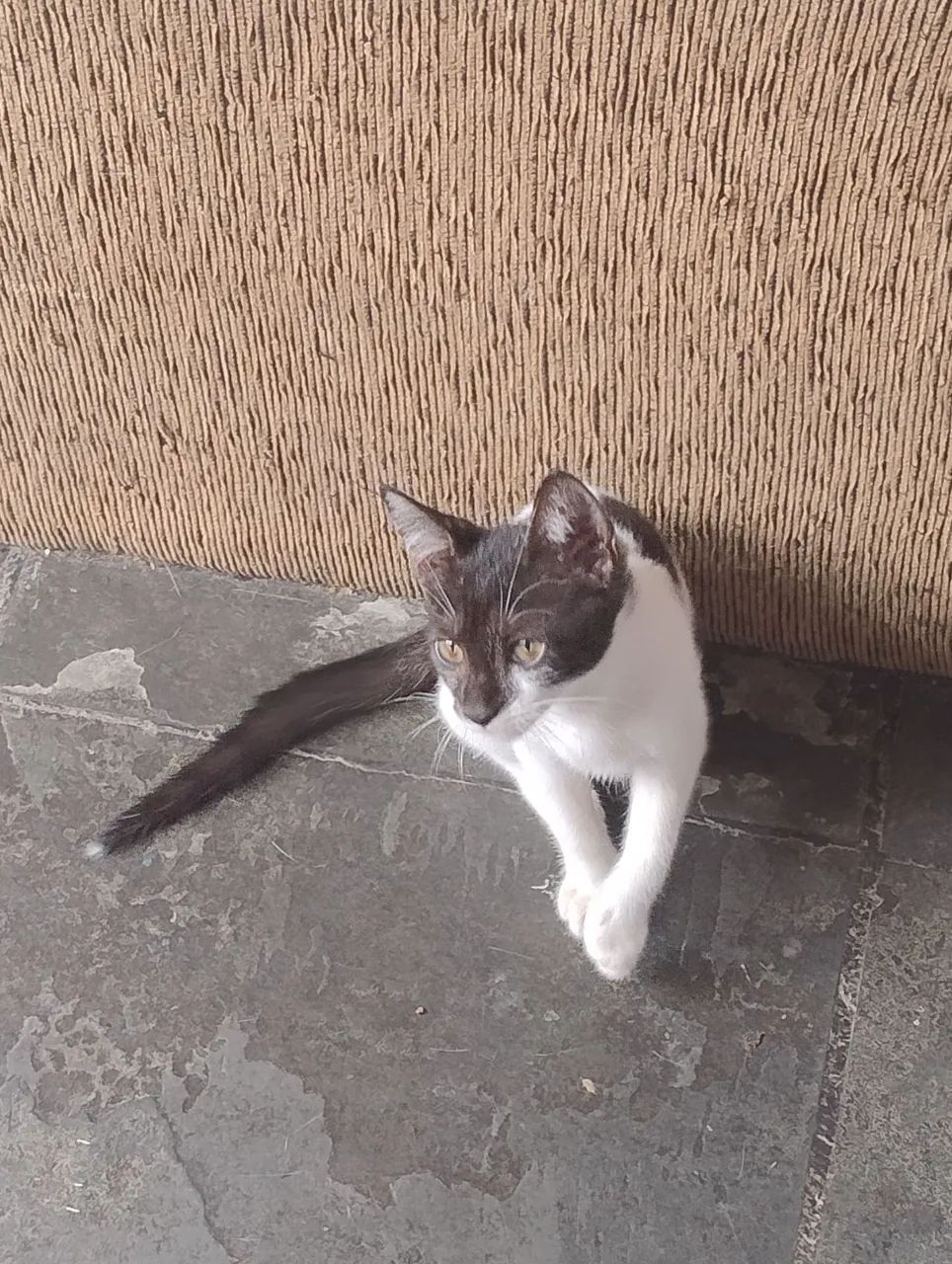 Gatinho frajolinha, 3 meses de pura fofura! Vai ser a alegria da sua casa
