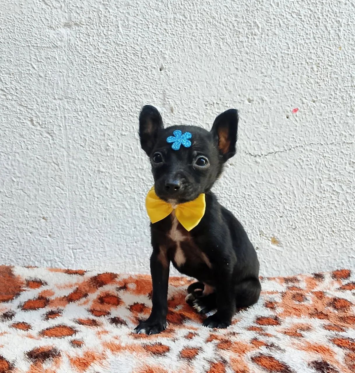 Pinscher com 52 dias vacinado 