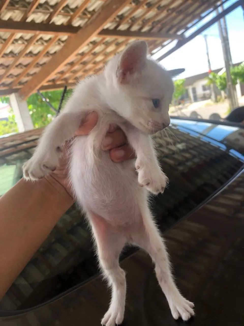 Gatinhos pra doação  - Foto 4