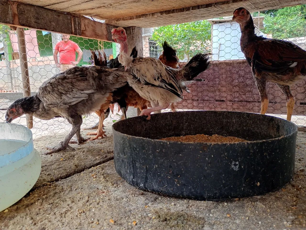 Vende-se galinha e frangos - Foto 4