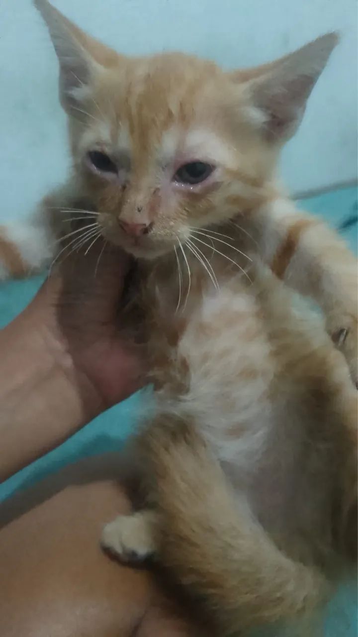 Doação gatos - Foto 5