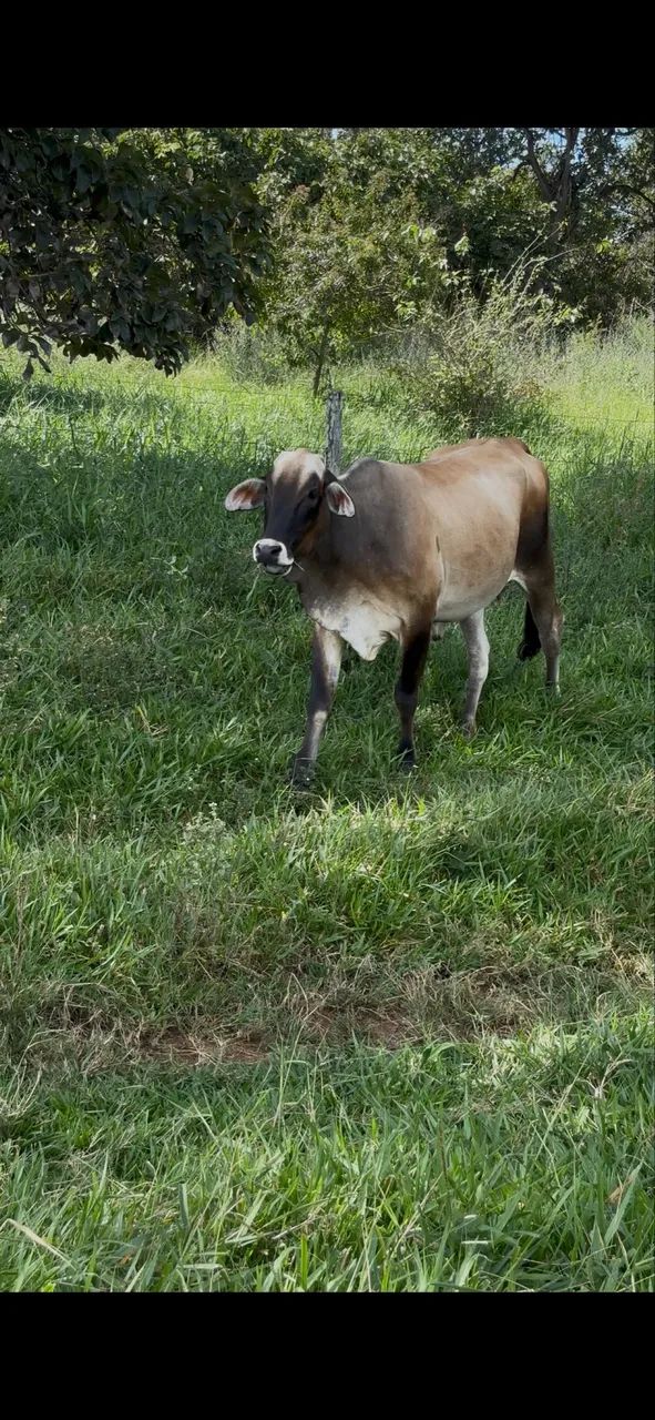 Vacas à venda  - Foto 2
