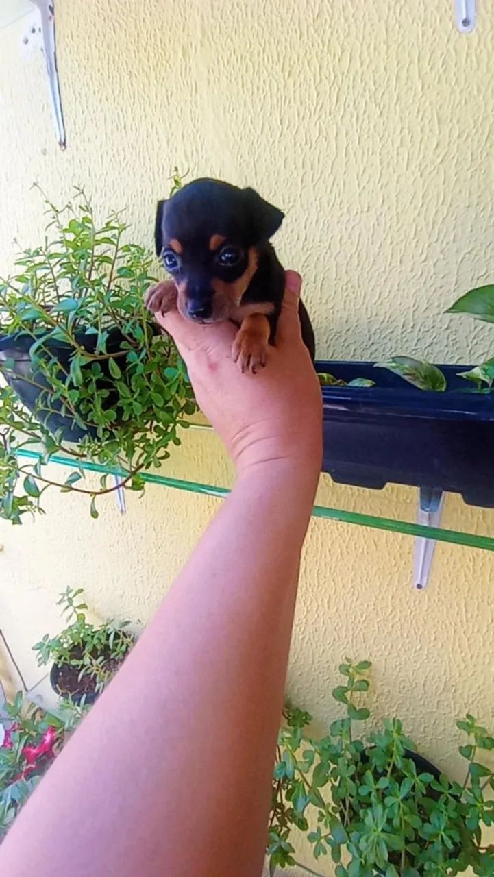 Pinscher zero macho( minúsculo) perfeito 