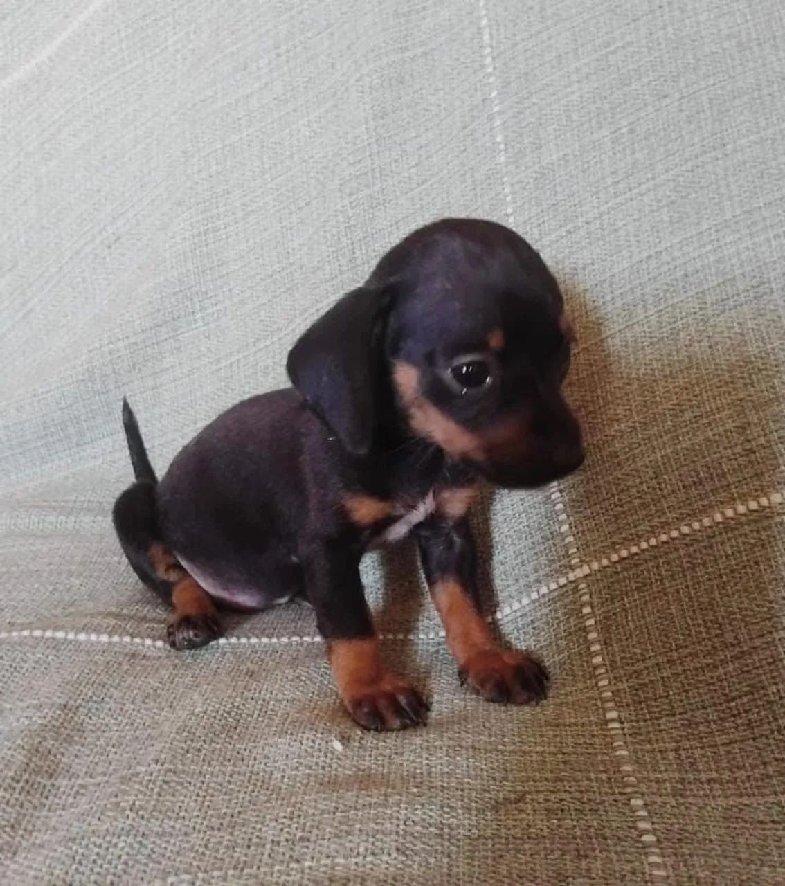 Basset Macho Preto com canela miniatura
