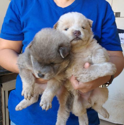 Chow-chow