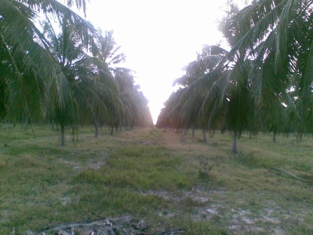 Fazenda 500ha - Foto 20