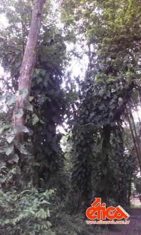 Sítio à venda em Aguas lindas, Ananindeua cod:7684 - Foto 12