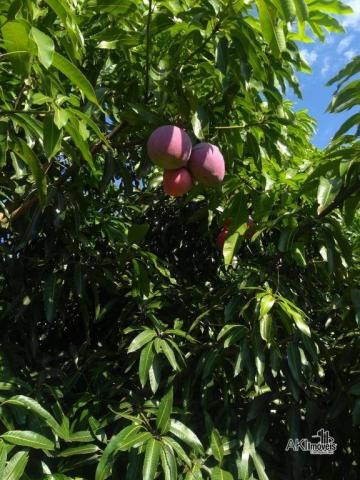 8046 | Chácara à venda em Munhoz De Melo, Munhoz De Melo - Foto 10