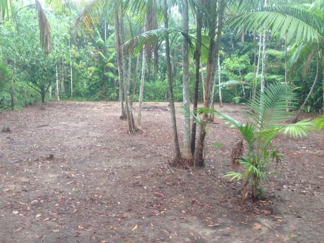 Terreno com plantação de açaí - Foto 3